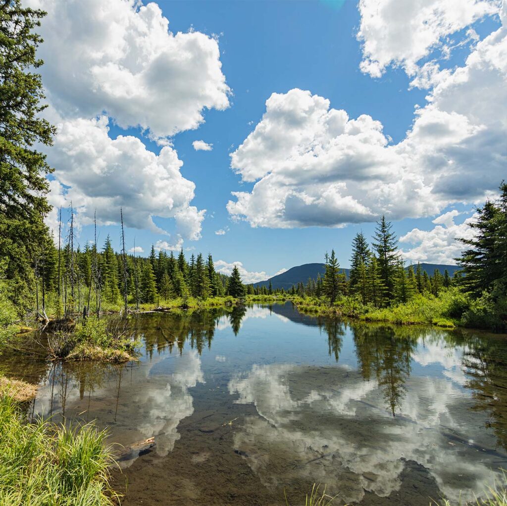 Small lake surrounded by lush green trees in Northern BC