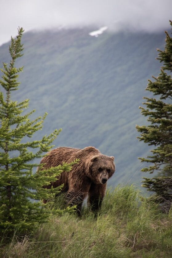 A large bear among trees in Northern BC