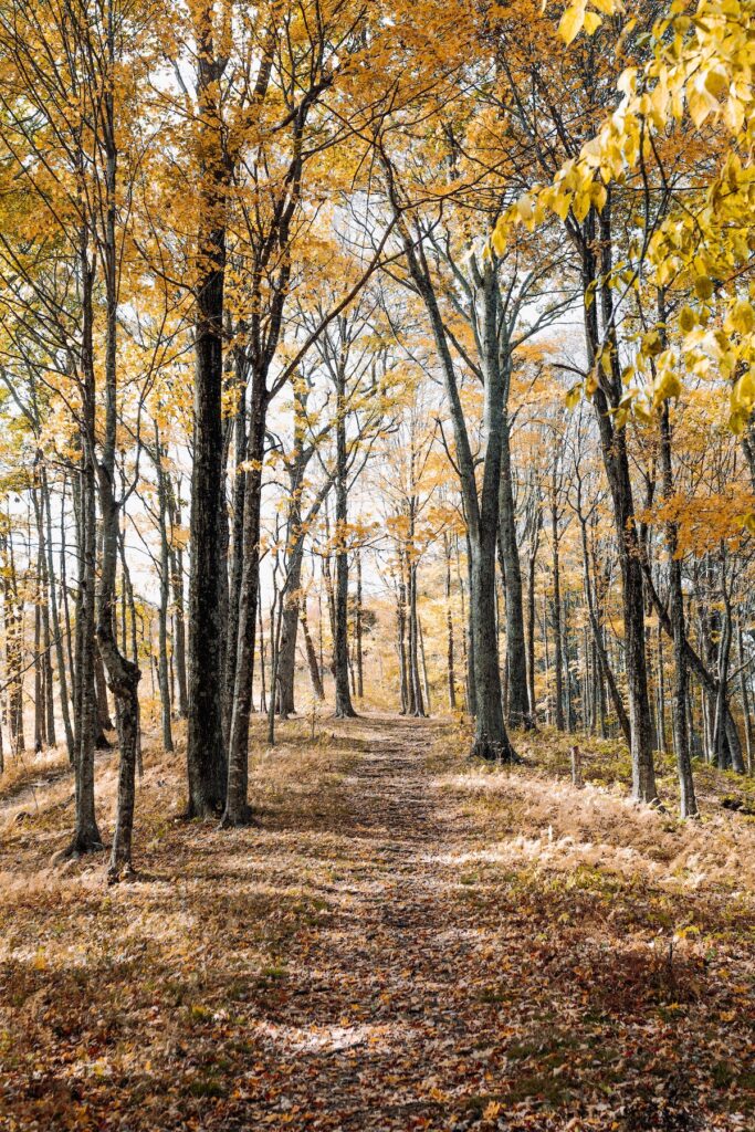 Hiking trail lined by trees with yellow leaves in the fall